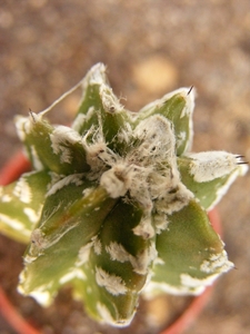 astrophytum  myriostigma.                                        