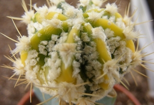 astrophytum  nikabuto  1