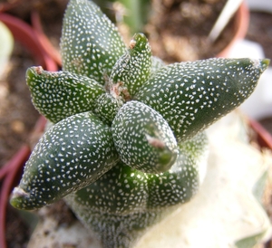 astrophytum  onzuka  kiko