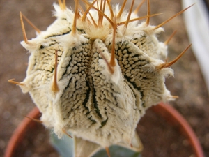 astrophytum  onzuka x onzornatum  1