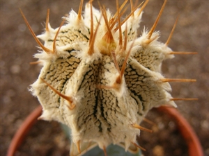 astrophytum  onzuka x onzornatum  1.                             