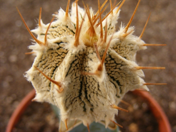 astrophytum  onzuka x onzornatum  1.                             