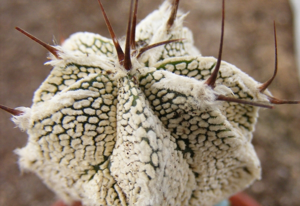 astrophytum  onzuka x onzornatum  2