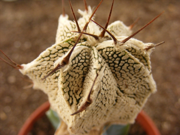 astrophytum  onzuka x onzornatum  2.                             