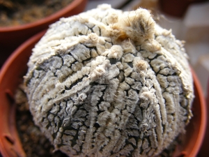 astrophytum  super kabuto  ball