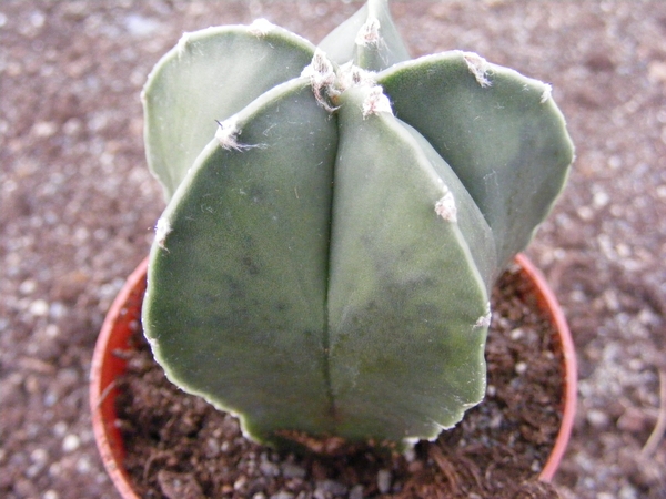 astrophytum  tulense  colmnare.                                  