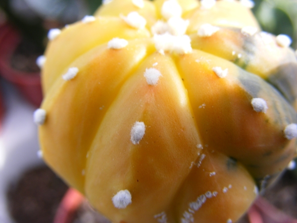 astrophytum asterias  varigata  5