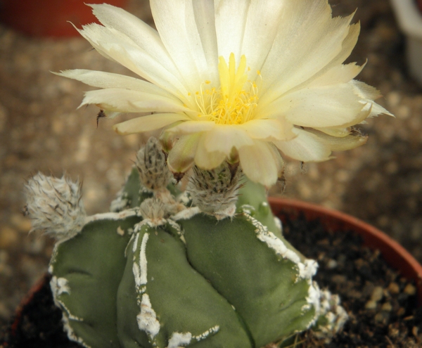 asterophytum  myriostigma                                        