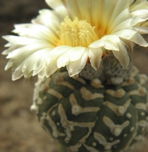 asterophytum  V type                                             