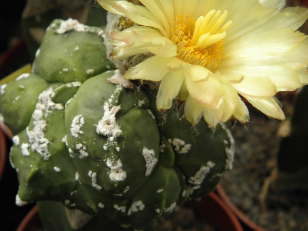 asterophytum kiko                                              10