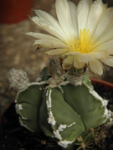 asterophytum myriostigma                                         