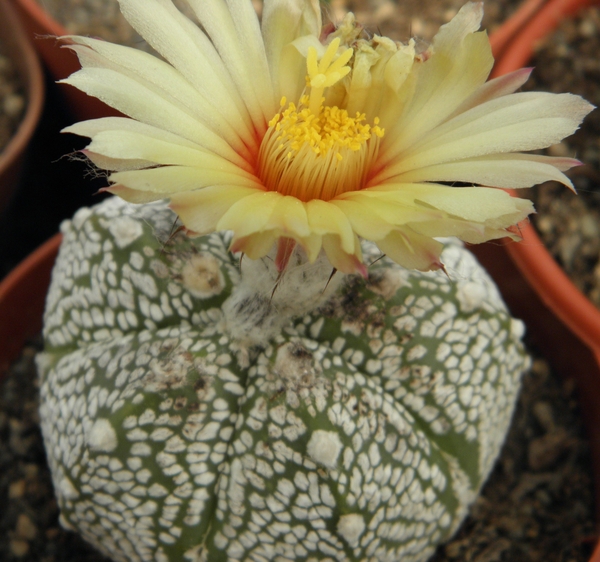 astrophytum  coahuilense x kabuta                                