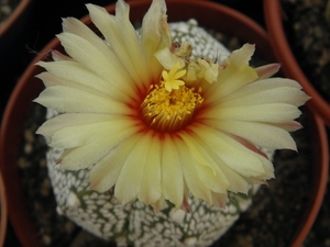 astrophytum  coahuilense x kabuta                                