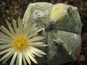 astrophytum  myriostigma  15