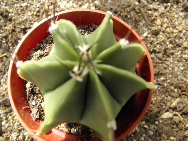 astrophytum  ornatum nudem