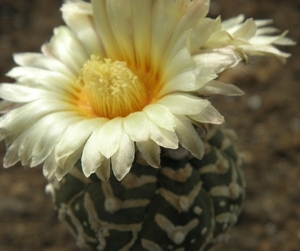 astrophytum  V type                                              