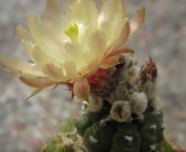 astrophytum asterias  kiko                                       