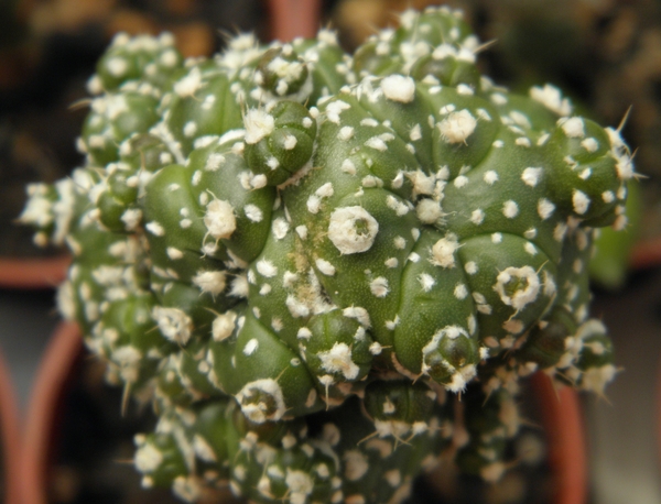 astrophytum asterias kiko                                       8