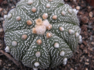 asterophytum  asterias                                           