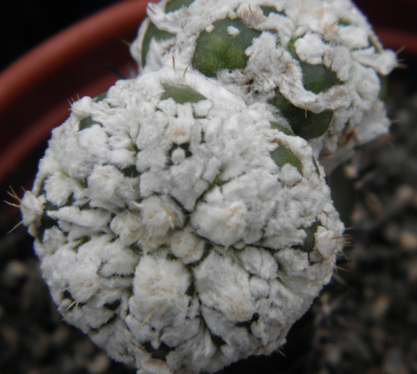 asterophytum  asterias                                           