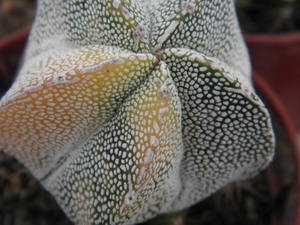 asterophytum  coahuilense