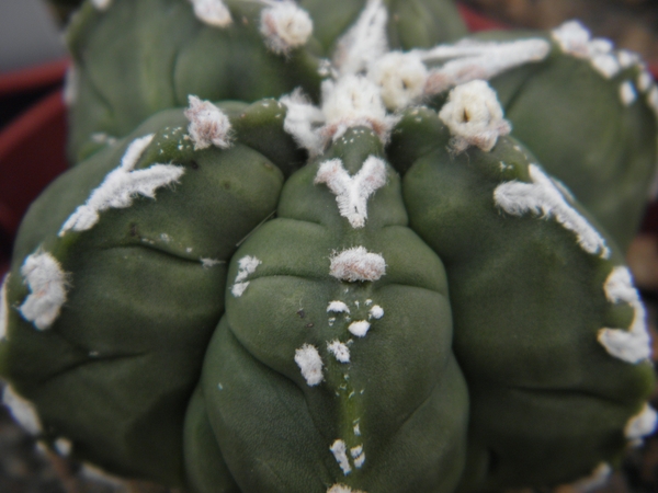 asterophytum  myriostigma                                        