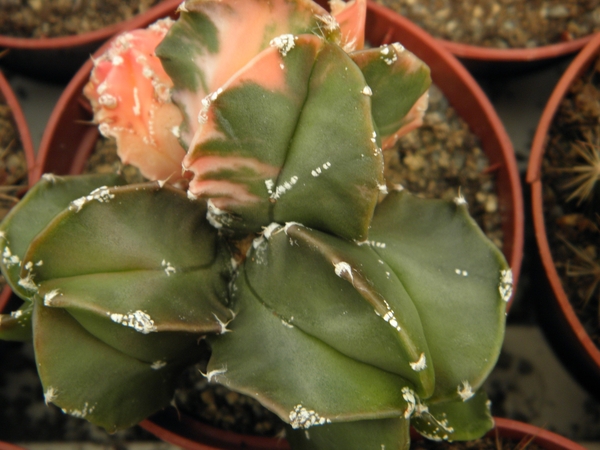 asterophytum  myriostigma                                        