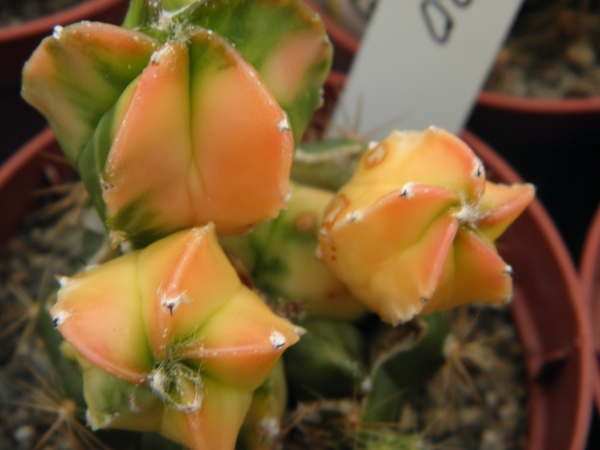 asterophytum  myriostigma                                        