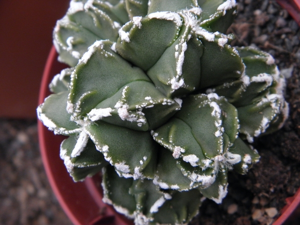 asterophytum  myriostigma                                        