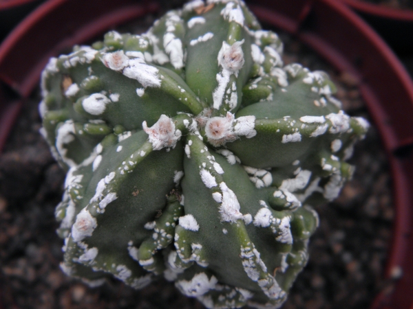 asterophytum  myriostigma                                        