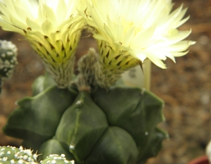 asterophytum  myriostigma                                        