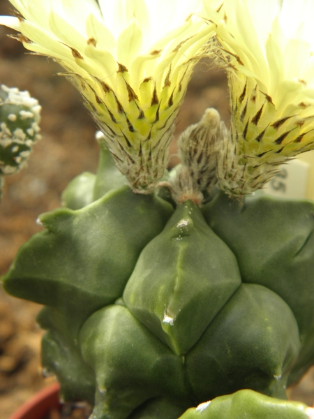 asterophytum  myriostigma                                        