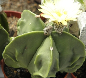 asterophytum  myriostigma                                        