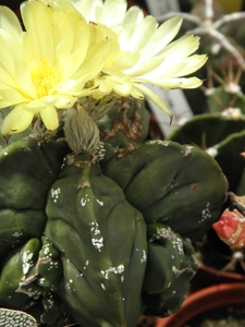 asterophytum  myriostigma                                        