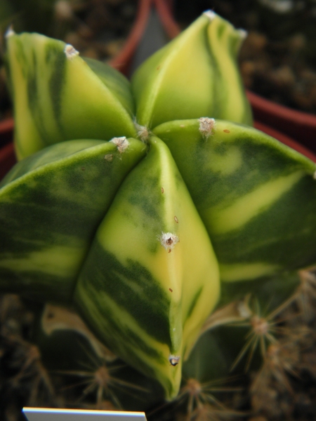 asterophytum  myriostigma                                        