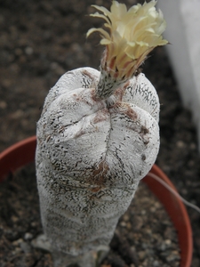 asterophytum  myriostigma    .v. tulense