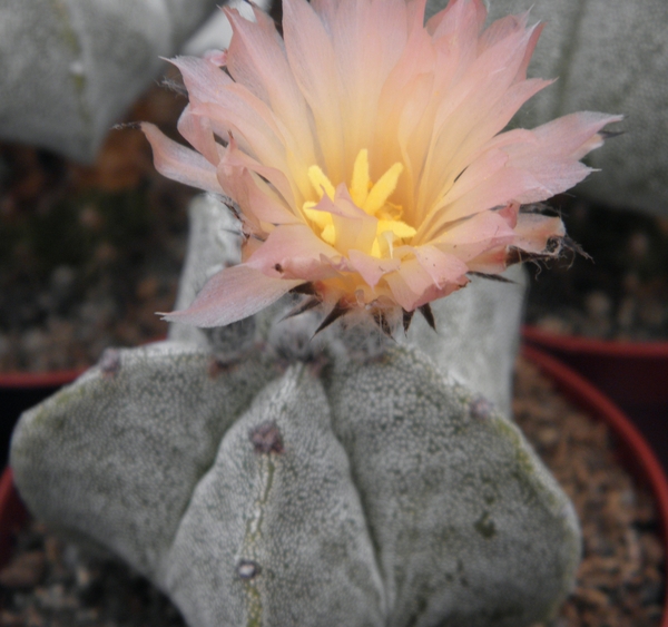 asterophytum  myriostigma   pink flower