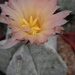 asterophytum  myriostigma   pink flower.                         