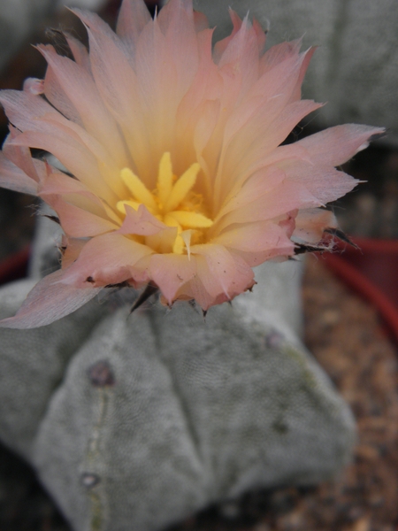 asterophytum  myriostigma   pink flower.                         