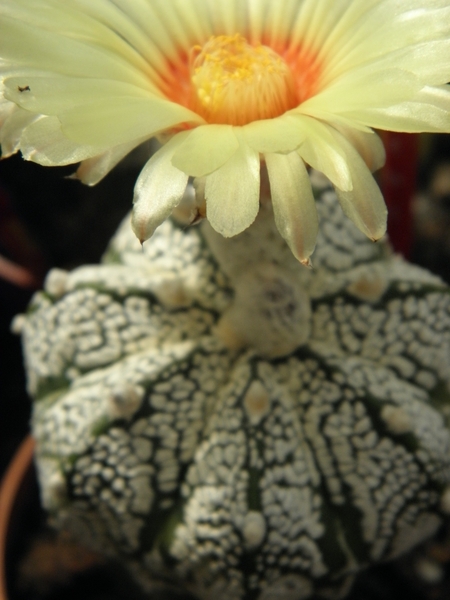 asterophytum  myriostigma   X asterias                           