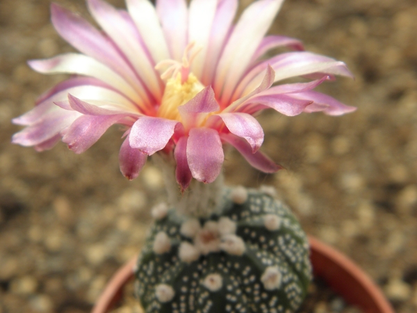 astrophytum  asterias  pink flower