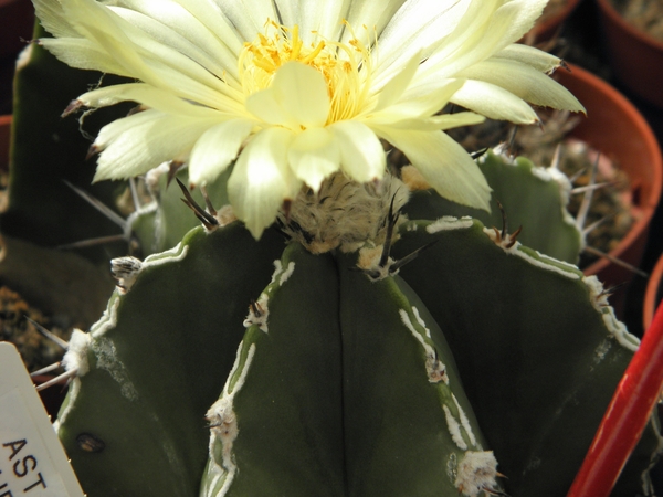 astrophytum  ornatum                                      5