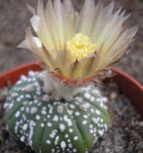 ast.asterias    riogrande