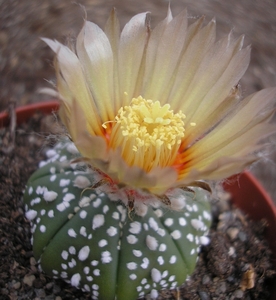 ast.asterias   riogrande  2