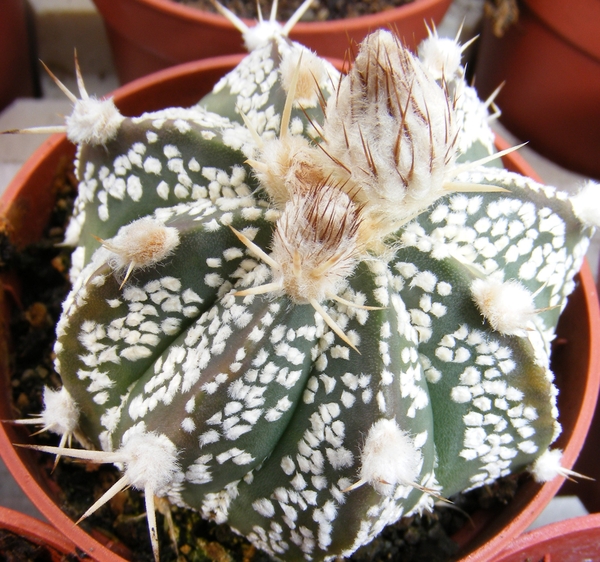 ast.asterias  hybr      1
