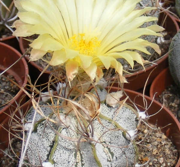 ast.capricorne.v.crassispinoiden