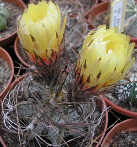 ast.crassipilum   4