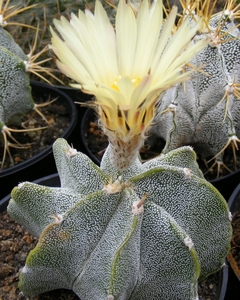 ast.fa-myriostigma    3