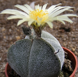 ast.myriostigma       3 rib      3