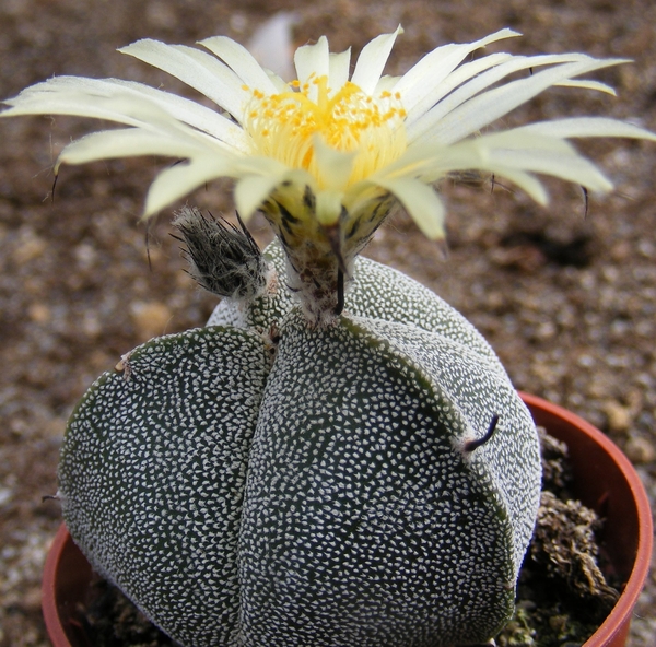 ast.myriostigma       3 rib      3